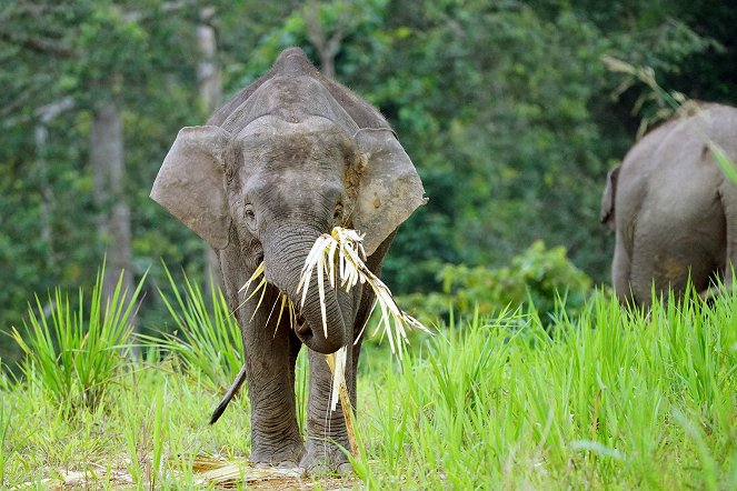 Geheimnisse Asiens - Die schönsten Nationalparks - Kuvat elokuvasta