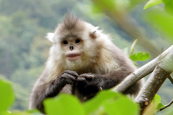 Asia - Secret Lives, Hidden Places - High Altitude Survival - Baima Snow Mountain National Nature Reserve China - Photos