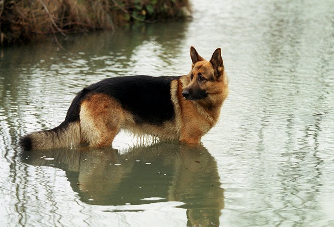 Rex, o cão polícia - Eine Tote hinter Gittern - Do filme - pes Rhett Butler