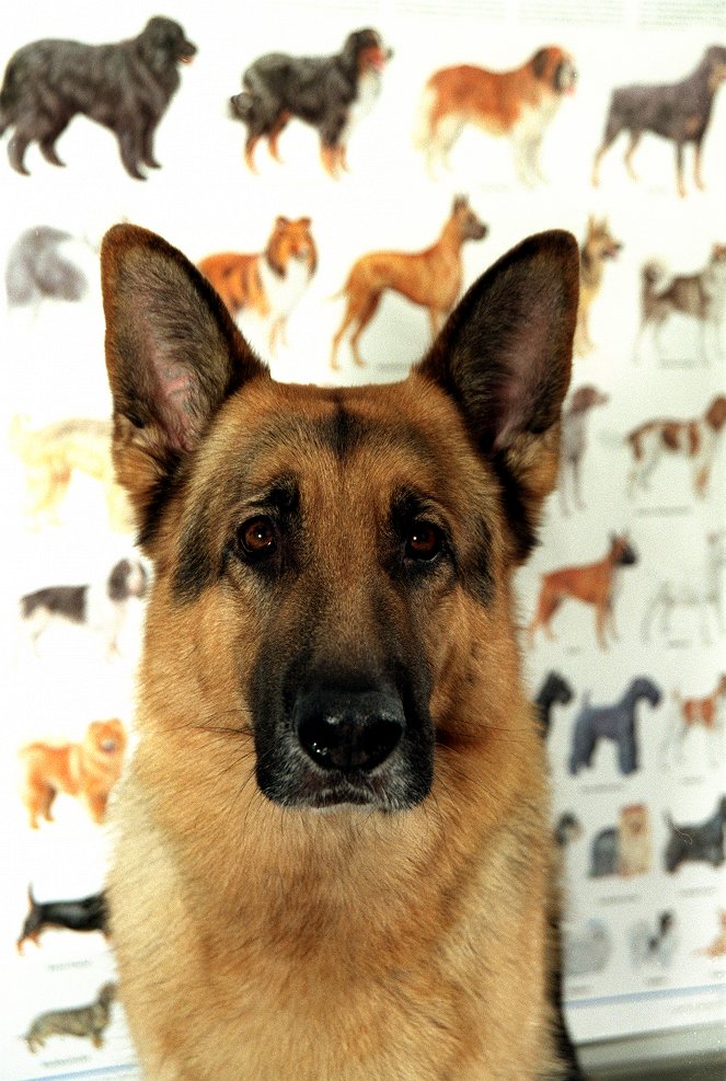 Rex, o cão polícia - Nina um Mitternacht - Do filme - pes Rhett Butler