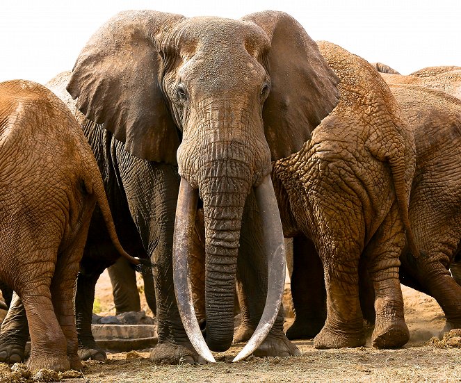 Gordon Buchanan: Elephant Family & Me - Photos