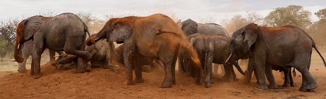 Sloní rodina a já - Z filmu