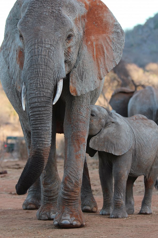 Gordon Buchanan: Elephant Family & Me - Filmfotos