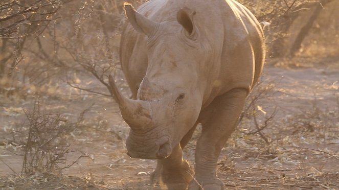 Safari Tourism: Paying to Kill - Photos