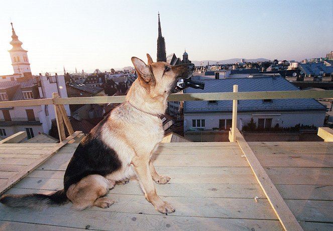 Rex felügyelő - Az utolsó golyó - Filmfotók - Rhett Butler a kutya