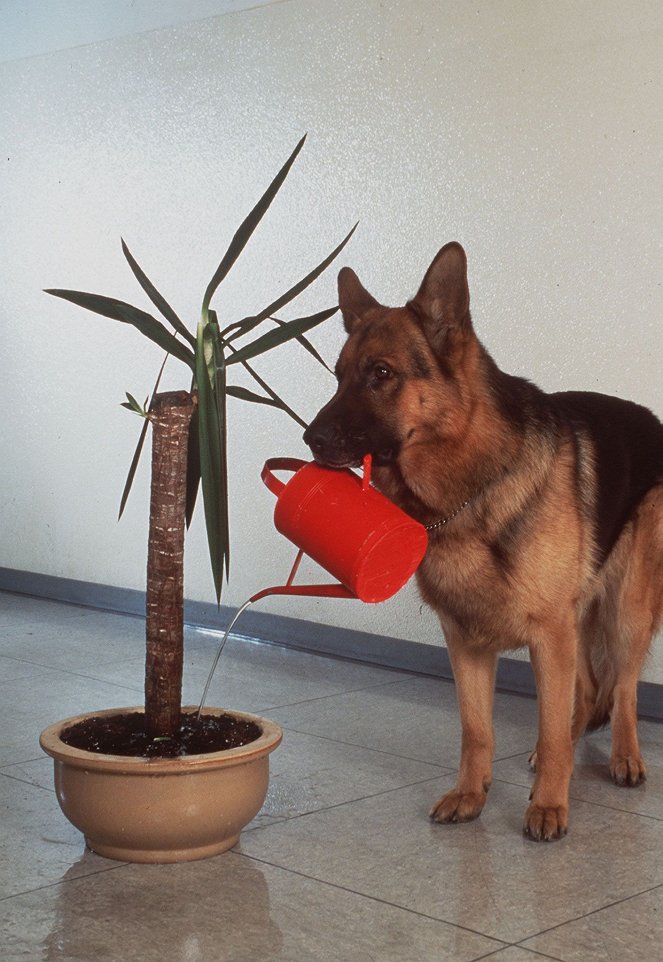 Rex, o cão polícia - Stadt in Angst - Do filme - pes Reginald von Ravenhorst