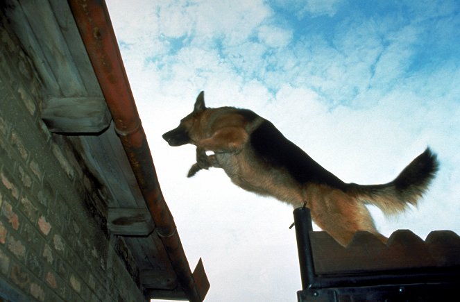 Rex, o cão polícia - Season 3 - Todesrennen - Do filme - pes Reginald von Ravenhorst