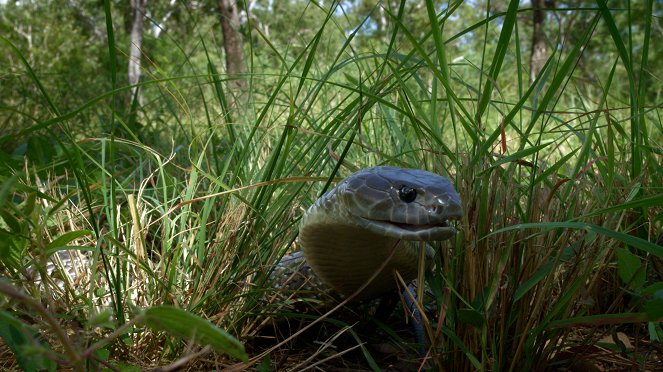 Deadly Australians - Photos