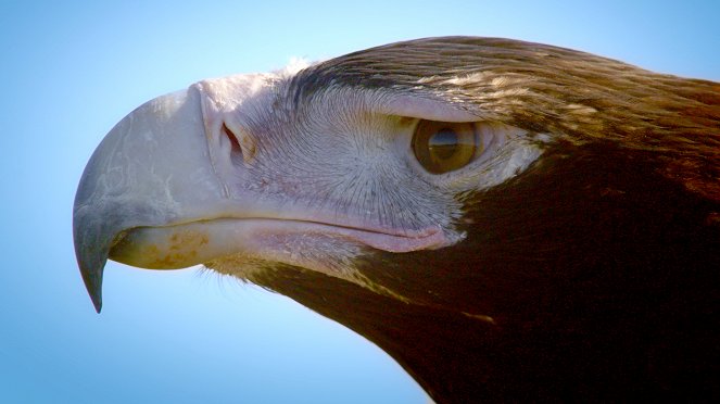 Deadly Australians - Photos