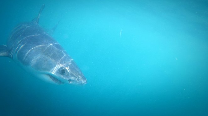 Deadly Australians - Photos