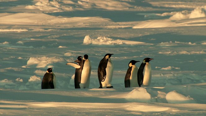 Wild Antarctica - Do filme