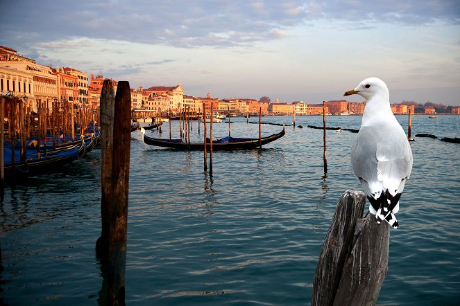 Wildes Venedig - Filmfotos