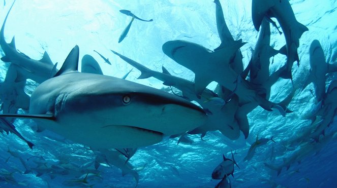 Potápění se žraloky - Z filmu