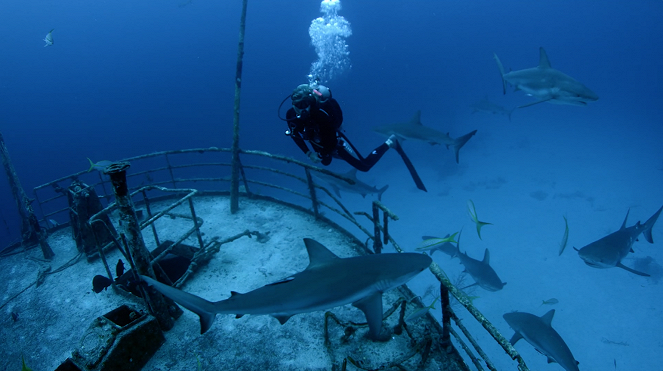 Diving with Sharks: The Ultimate Guide - Photos