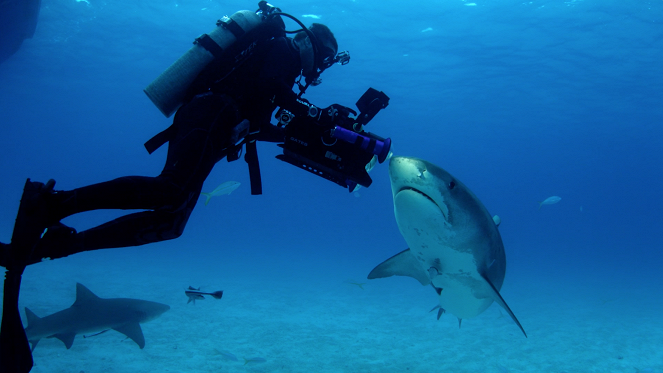 Potápění se žraloky - Z filmu