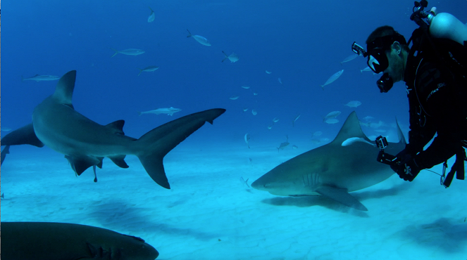 Diving with Sharks: The Ultimate Guide - Filmfotos