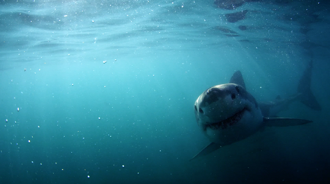 Diving with Sharks: The Ultimate Guide - Film