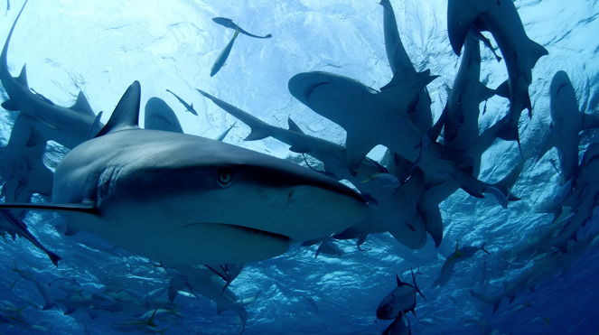 Diving with Sharks: The Ultimate Guide - Photos