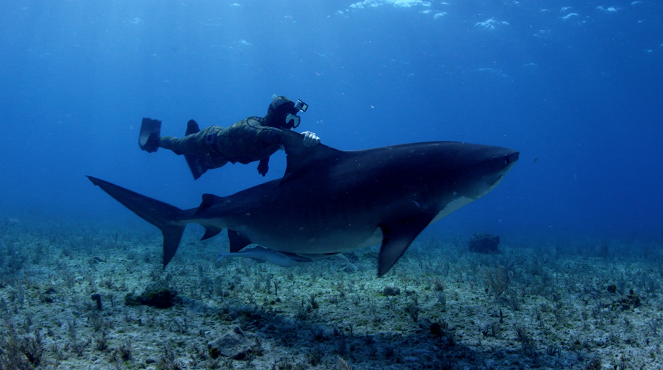 Diving with Sharks: The Ultimate Guide - Film