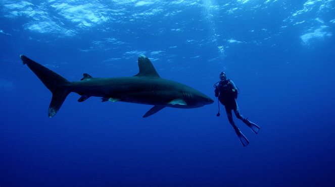 Diving with Sharks: The Ultimate Guide - Filmfotos