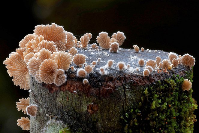 The Kingdom: How Fungi Made Our World - De la película
