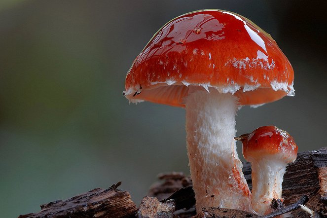 The Kingdom: How Fungi Made Our World - Van film