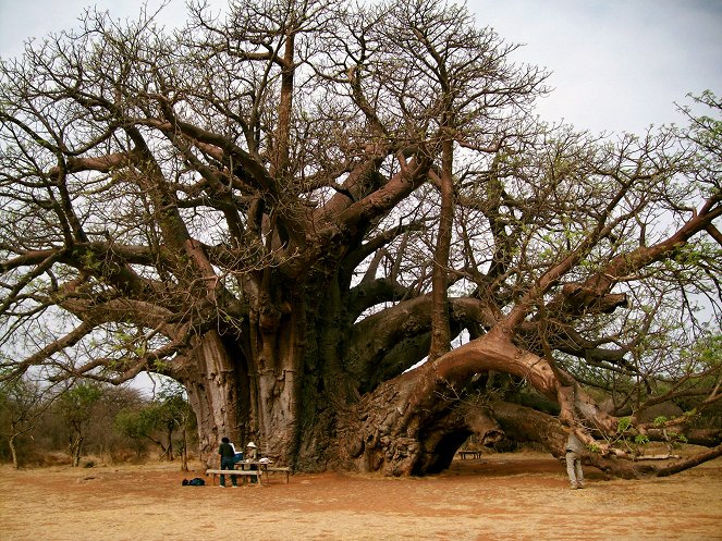 Baobab - Gigant der Savanne - Van film