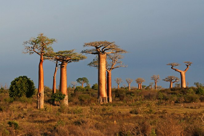 Baobab - Gigant der Savanne - Film