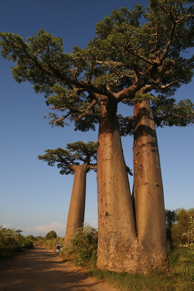 Baobab - Gigant der Savanne - Photos
