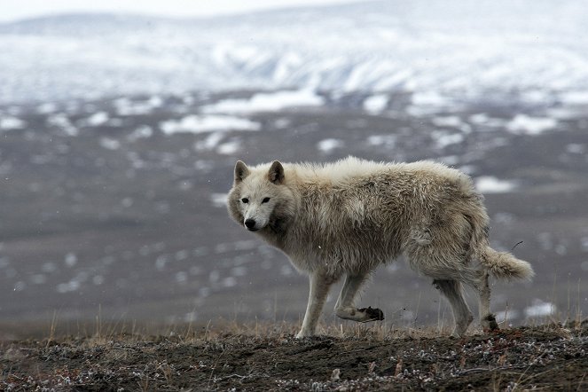 White Wolves: Ghosts of the Arctic - Film