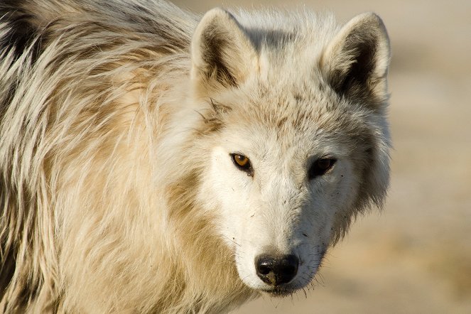 White Wolves: Ghosts of the Arctic - Filmfotos