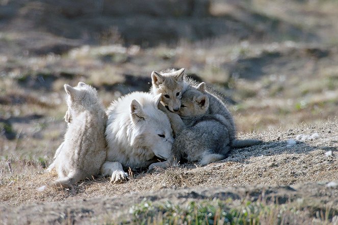 Bílí vlci: Přízraky Arktidy - Z filmu