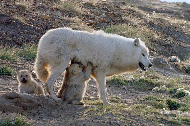 Bílí vlci: Přízraky Arktidy - Z filmu