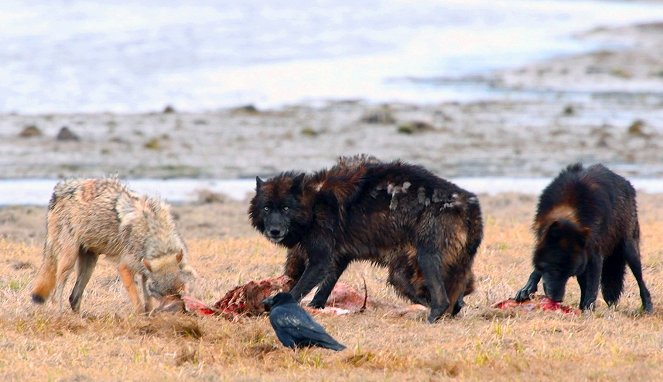 Die Rückkehr der Wölfe - Das Wunder im Yellowstone Nationalpark - Do filme
