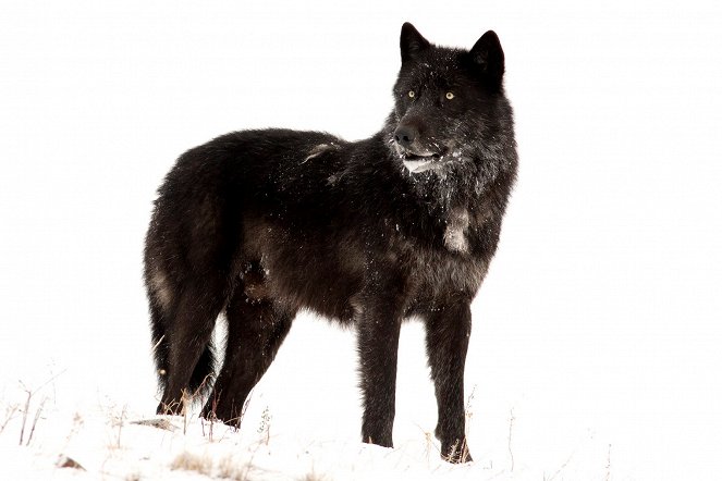 Die Rückkehr der Wölfe - Das Wunder im Yellowstone Nationalpark - Do filme