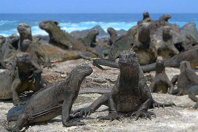 Vanishing Dragons - The Disappearing Marine Iguanas of Galapagos - Photos