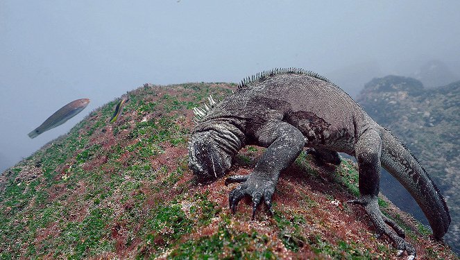Vanishing Dragons - The Disappearing Marine Iguanas of Galapagos - Photos
