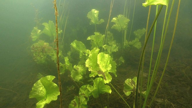 The Secrets of the Deep - Ponds & Reservoirs - Photos