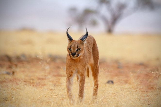 Ein ganzer Tag im Leben der Tiere - Jäger der Savanne - Filmfotos