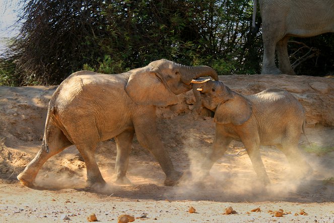 Ein ganzer Tag im Leben der Tiere - Jäger der Savanne - Filmfotos