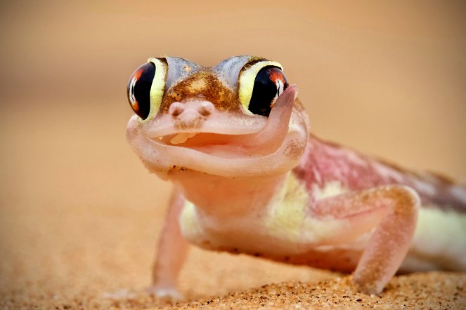 24 Stunden Wildnis - Jäger der Savanne - Filmfotos