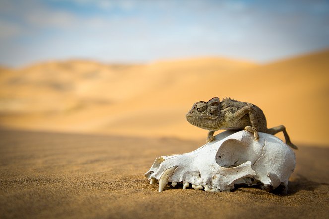 Ein ganzer Tag im Leben der Tiere - Jäger der Savanne - Filmfotos