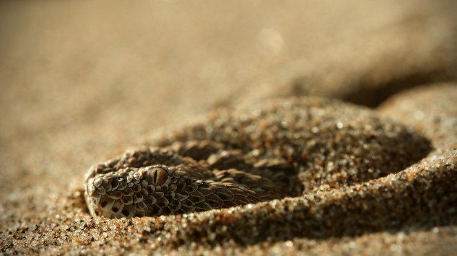 Vuorokausi villieläimen matkassa - Grasslands - Kuvat elokuvasta