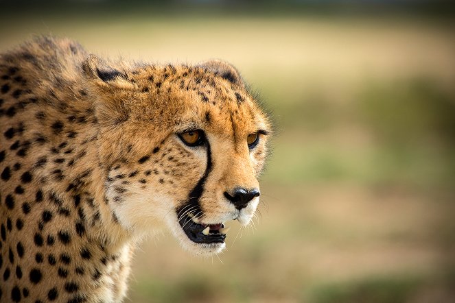 24 Stunden Wildnis - Jäger der Wüste - Filmfotos