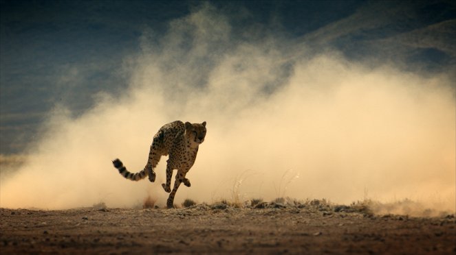 24 Stunden Wildnis - Jäger der Wüste - Filmfotos