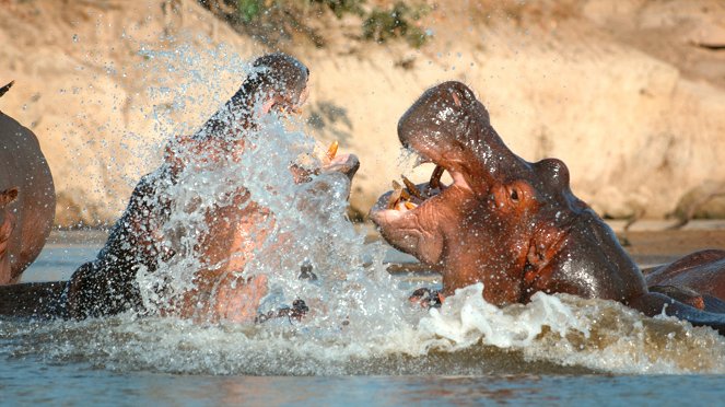 24 Stunden Wildnis - Jäger der Wüste - Filmfotos