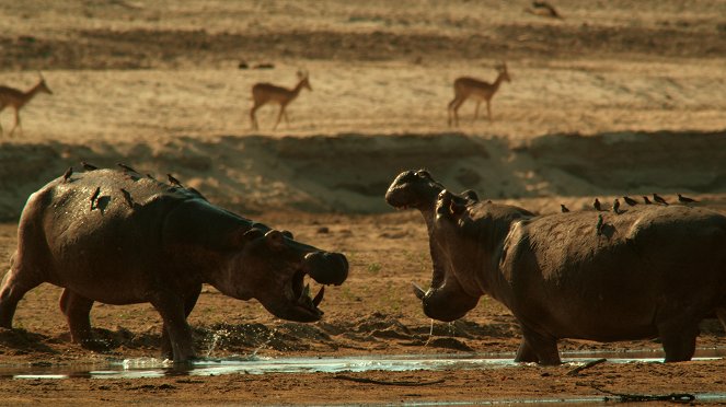 24 Stunden Wildnis - Jäger der Wüste - Filmfotos