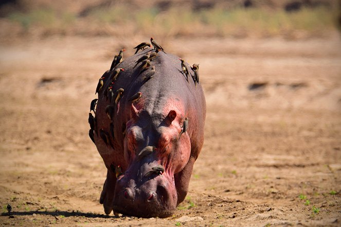 24 Stunden Wildnis - Jäger der Wüste - Filmfotos