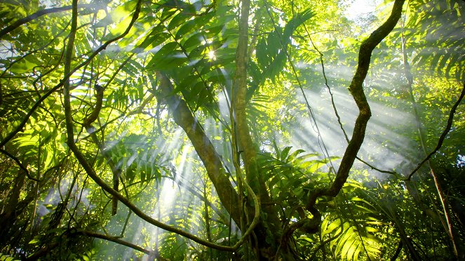 Egy vad nap - Dzsungelek - Filmfotók