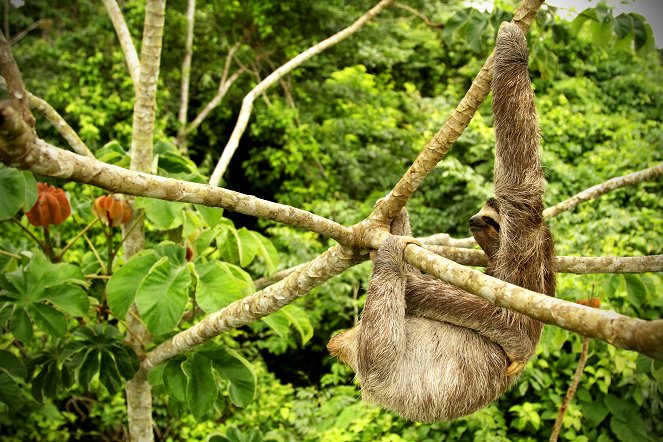 24 Stunden Wildnis - Jäger des Dschungels - Filmfotos